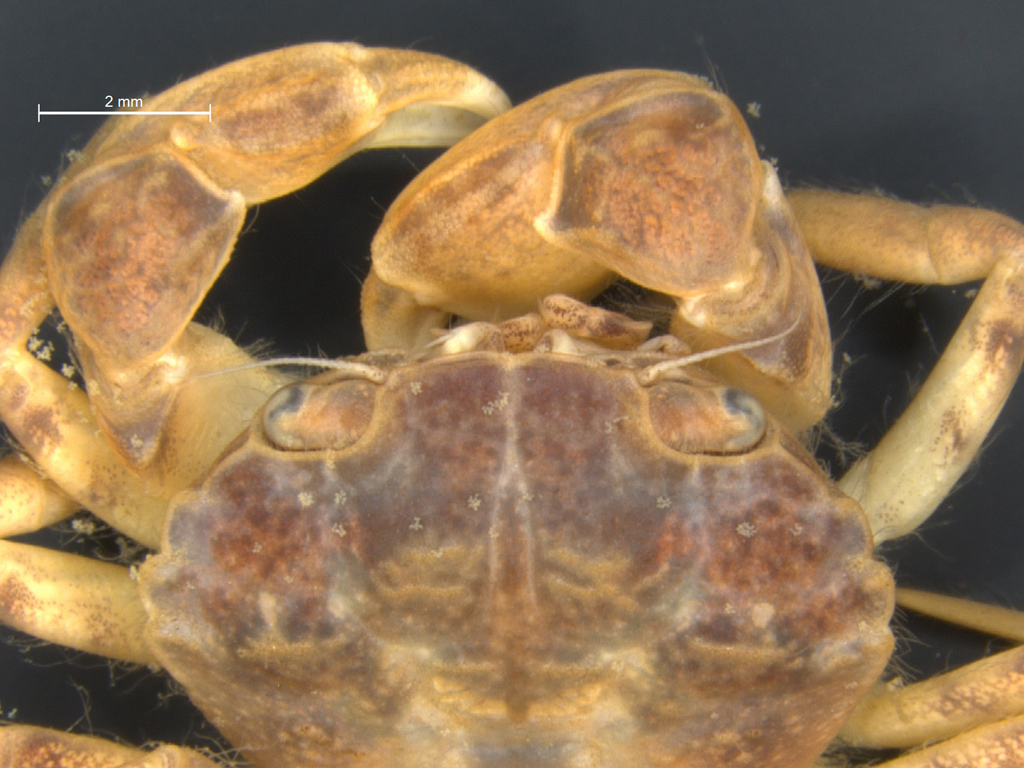 Rhithropanopeus harrisii